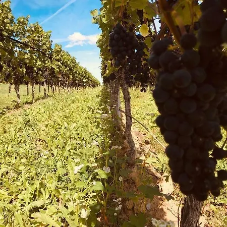 Apartamento Charmantes Loft Mit Ganz Besonderem Flair Friedrichshafen